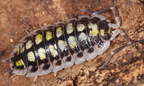 Porcellio haasi "Bicolor"