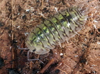 Troglodillo sp "Camouflage"