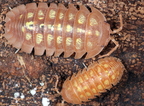 Armadillidium granulatum "Orange"