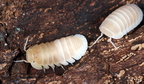 Cubaris murina "Glacier"