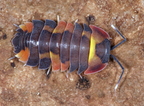 Merulanella Orange Phoenix