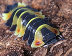 Merulanella sp Pastel