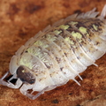 Porcellio spinipennis