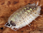 Porcellio spinipennis