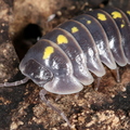 Armadillidium germanicum 