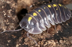 Armadillidium germanicum 