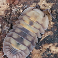 Cubaris sp "Opal"