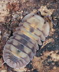Cubaris sp "Opal"