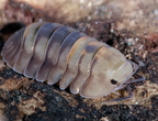 Cubaris sp "Opal"