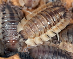 Porcellio spatulatus "Coros"