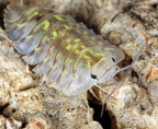 Troglodillo sp "Camouflage"