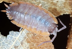 Porcellio duboscqui duboscqui
