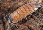 Porcellio duboscqui duboscqui