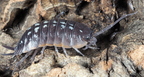 Porcellio duboscqui  "France"