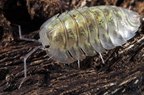 Troglodillo sp "Camouflage"