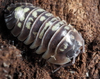 Armadillidium ruffoi "Bright"