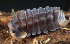 Isopoda sp "Shiny  Gator"