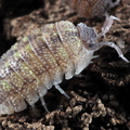 Armadillidium beieri