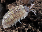 Armadillidium beieri