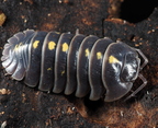 Armadillidium germanicum 