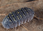 Armadillidium beieri