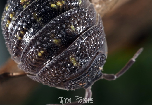 Armadillidium beieri