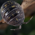 Armadillidium beieri
