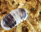 Cubaris sp "Cappu Cream"