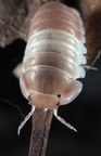 Cubaris sp "Panda King Ghost Bee"