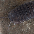 Cubaris sp "Porcellioides"