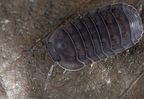 Cubaris sp "Porcellioides"