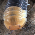Cubaris sp "Rubber Bee"
