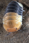 Cubaris sp "Rubber Bee"