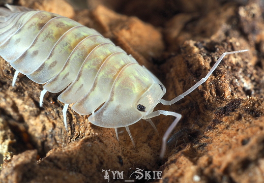 Troglodillo rotondatus "Camouflage"