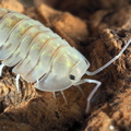 Troglodillo rotondatus "Camouflage"