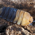 Cubaris sp "Rubber Bee"
