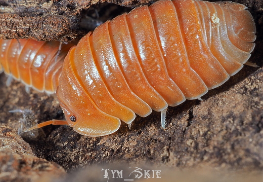 Cubaris sp "Orange Panda"