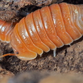 Cubaris sp "Orange Panda"