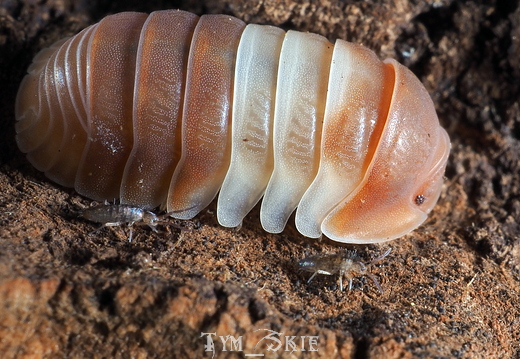 Cubaris sp "Red Panda"