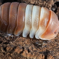 Cubaris sp "Red Panda"