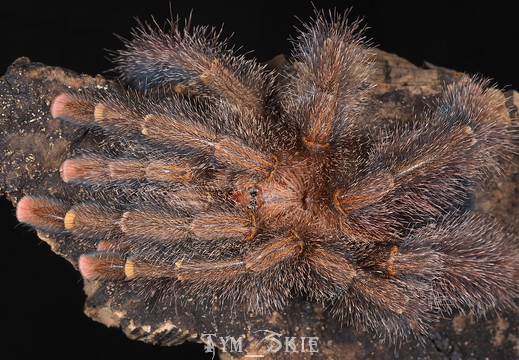 Avicularia rufa "Brasil"