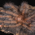 Avicularia rufa "Brasil"