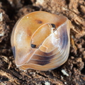 Cubaris sp Amber Firefly Original
