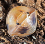 Cubaris sp Amber Firefly Original