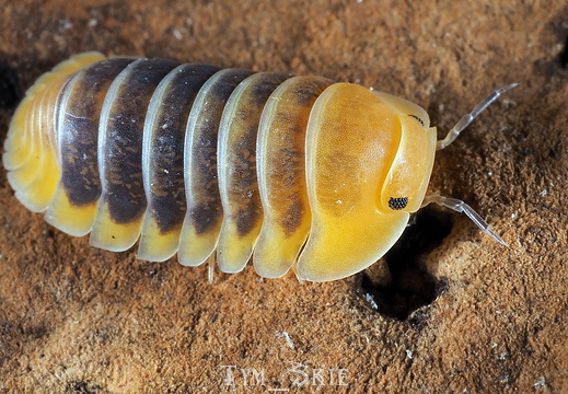 Cubaris sp Amber Tiger