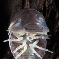 Cubaris sp Crazy Horse