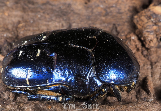 Protaetia elegans "Blue"