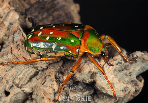 Stephanorrhina guttata