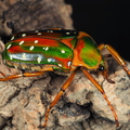 Stephanorrhina guttata