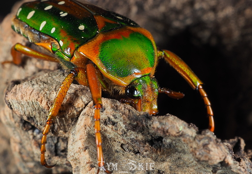 Stephanorrhina guttata